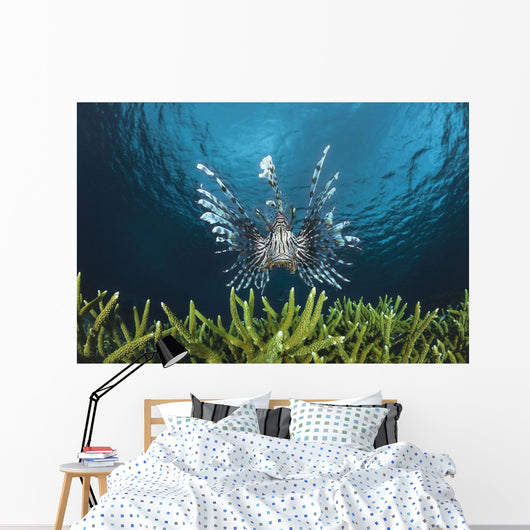 Lionfish Wall Mural