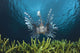 Lionfish Wall Mural