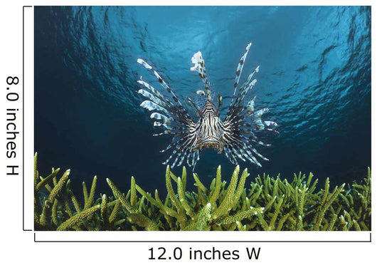 Lionfish Wall Mural