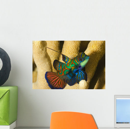 Mandarinfish Wall Mural