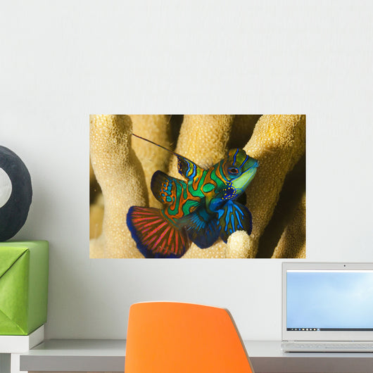 Mandarinfish Wall Mural