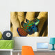 Mandarinfish Wall Mural