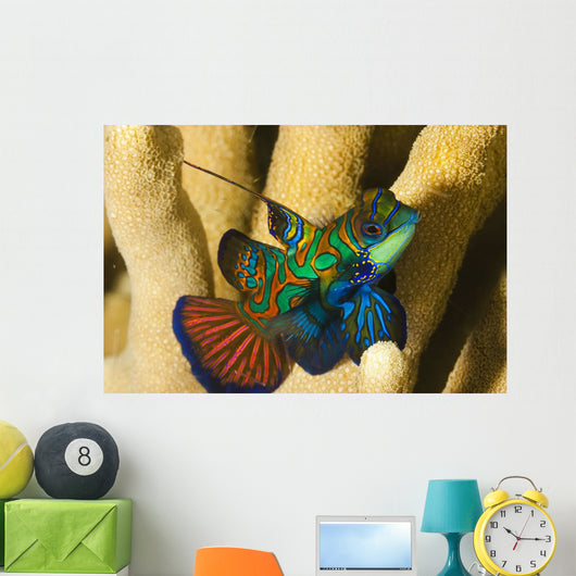 Mandarinfish Wall Mural