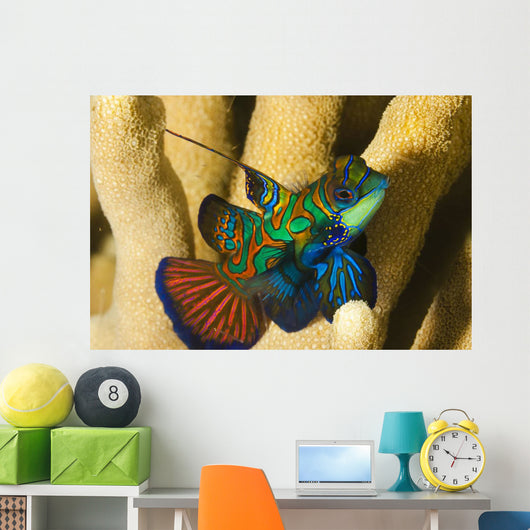 Mandarinfish Wall Mural