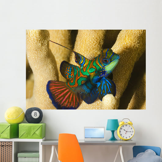 Mandarinfish Wall Mural