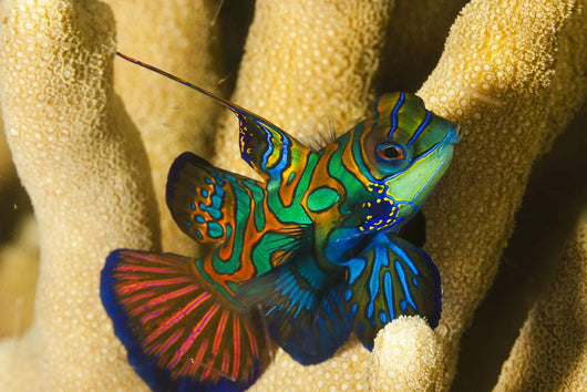 Mandarinfish Wall Mural