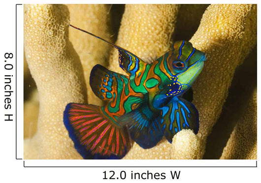 Mandarinfish Wall Mural