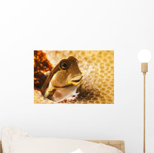 A tiny combtooth blenny, Ecsenius sp, emerges Wall Mural