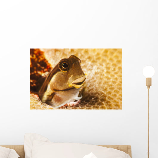 A tiny combtooth blenny, Ecsenius sp, emerges Wall Mural