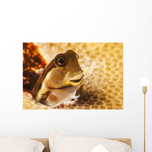 A tiny combtooth blenny, Ecsenius sp, emerges Wall Mural