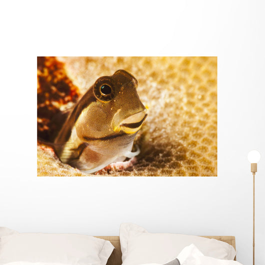 A tiny combtooth blenny, Ecsenius sp, emerges Wall Mural