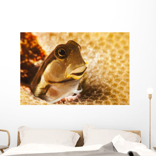 A tiny combtooth blenny, Ecsenius sp, emerges Wall Mural