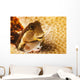 A tiny combtooth blenny, Ecsenius sp, emerges Wall Mural