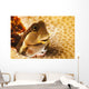 A tiny combtooth blenny, Ecsenius sp, emerges Wall Mural
