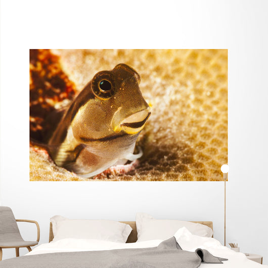 A tiny combtooth blenny, Ecsenius sp, emerges Wall Mural