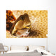 A tiny combtooth blenny, Ecsenius sp, emerges Wall Mural