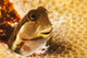 A tiny combtooth blenny, Ecsenius sp, emerges Wall Mural
