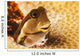 A tiny combtooth blenny, Ecsenius sp, emerges Wall Mural