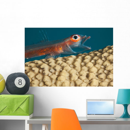 A close look Wall Mural