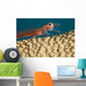 A close look Wall Mural