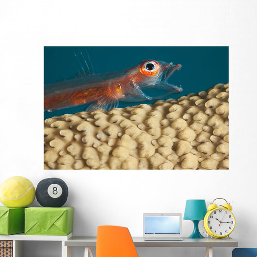 A close look Wall Mural