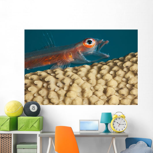 A close look Wall Mural