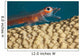 A close look Wall Mural