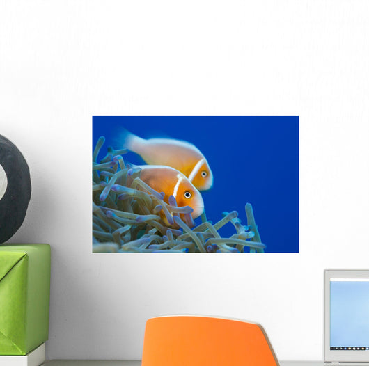 Common Anemonefish Wall Decal
