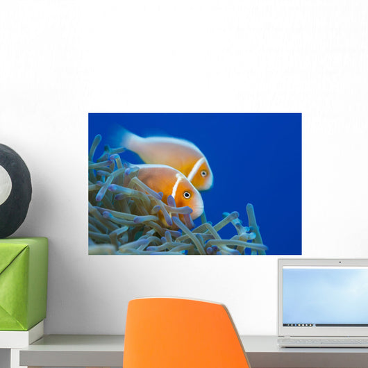 Common Anemonefish Wall Decal