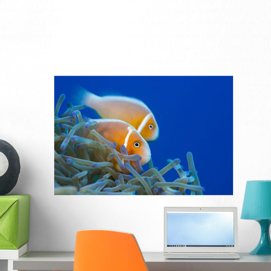 Common Anemonefish Wall Decal