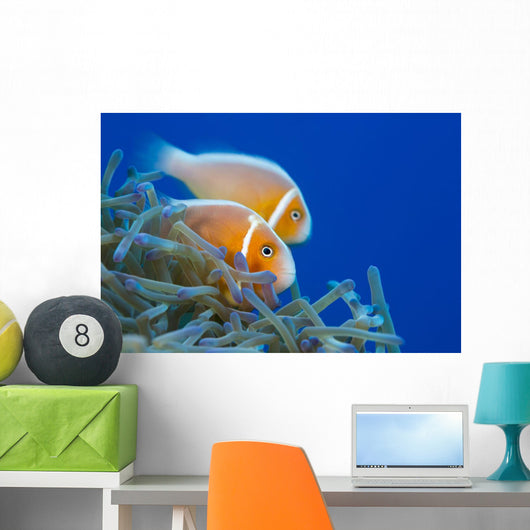 Common Anemonefish Wall Decal