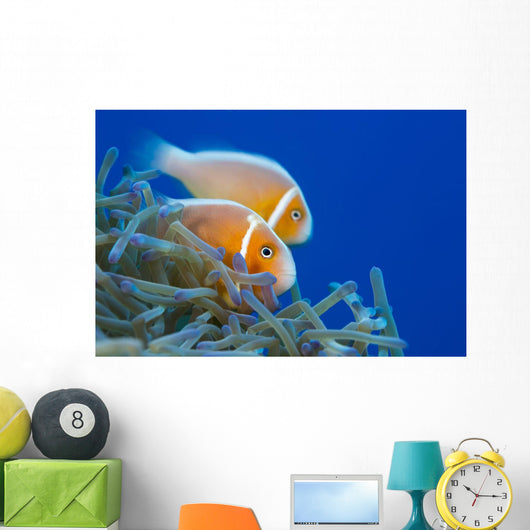 Common Anemonefish Wall Decal