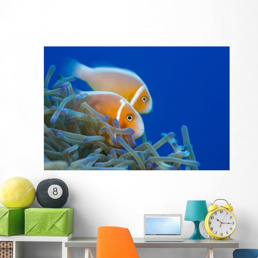 Common Anemonefish Wall Decal