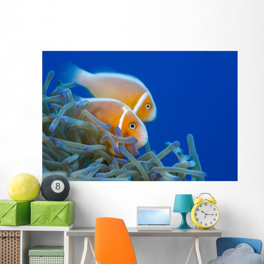Common Anemonefish Wall Decal