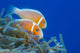 Common Anemonefish Wall Decal