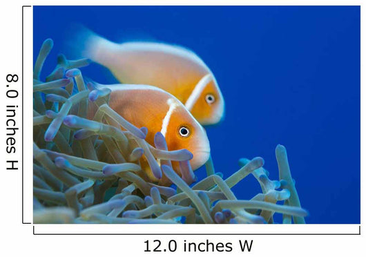 Common Anemonefish Wall Decal