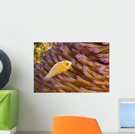 This common anemonefish Wall Mural