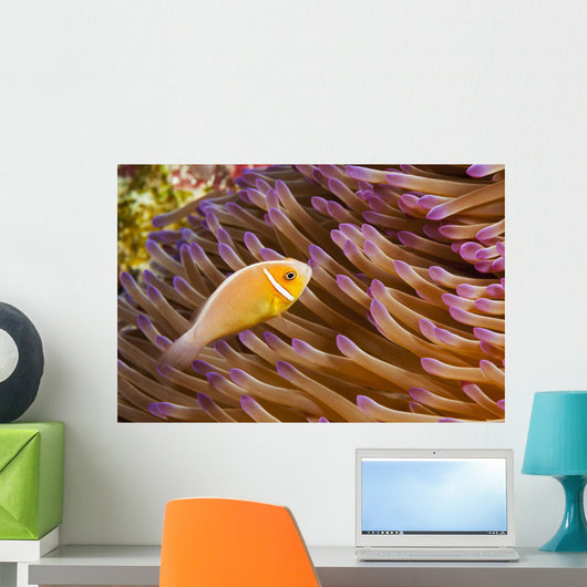 This common anemonefish Wall Mural