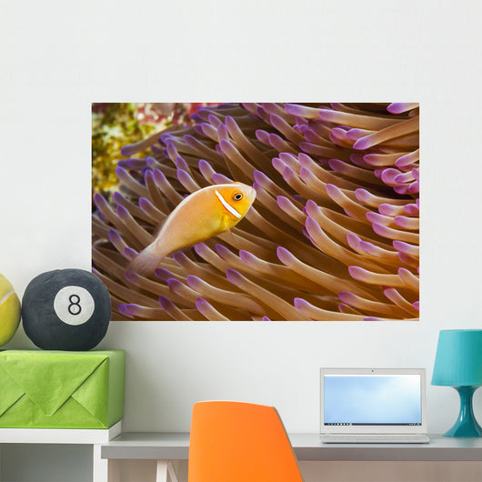 This common anemonefish Wall Mural