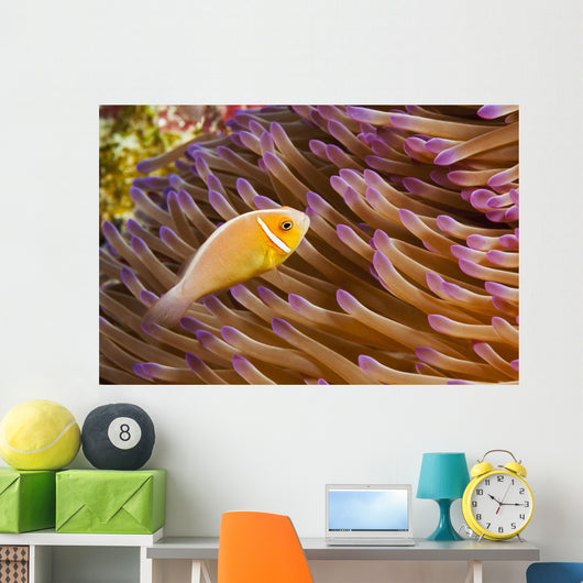 This common anemonefish Wall Mural