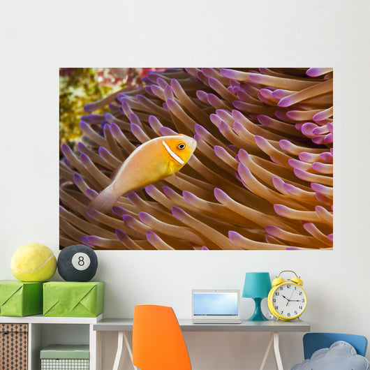 This common anemonefish Wall Mural