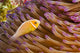 This common anemonefish Wall Mural