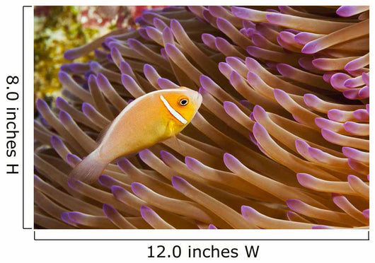 This common anemonefish Wall Mural