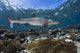 Whitetip Reef Shark Cruises Wall Decal