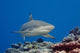 Blacktip reef shark Wall Mural