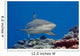 Blacktip reef shark Wall Mural