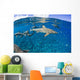Blacktip reef sharks Yap, Micronesia Wall Mural