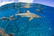 Blacktip reef sharks Yap, Micronesia Wall Mural