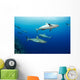 Gray reef sharks Wall Mural