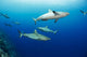 Gray reef sharks Wall Mural